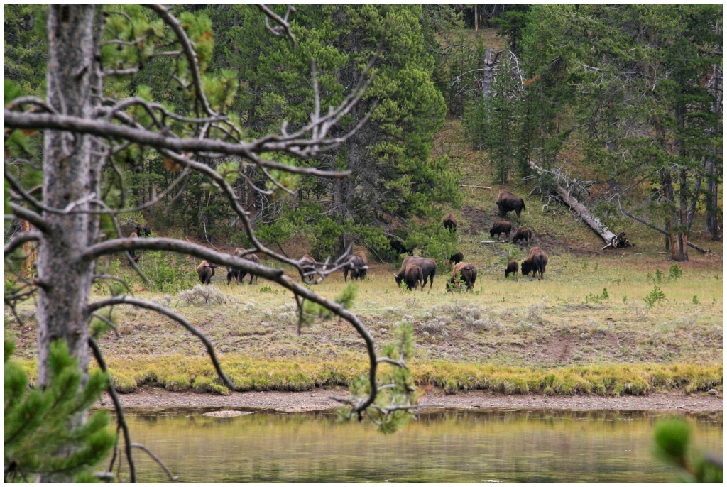 04 - Yellowstone NP (24).jpg